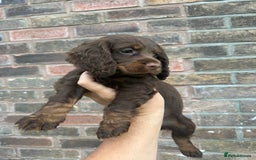 Cocker Spaniel dogs for sale: Working Cocker spaniel FTCH Bloodline  - Image 19