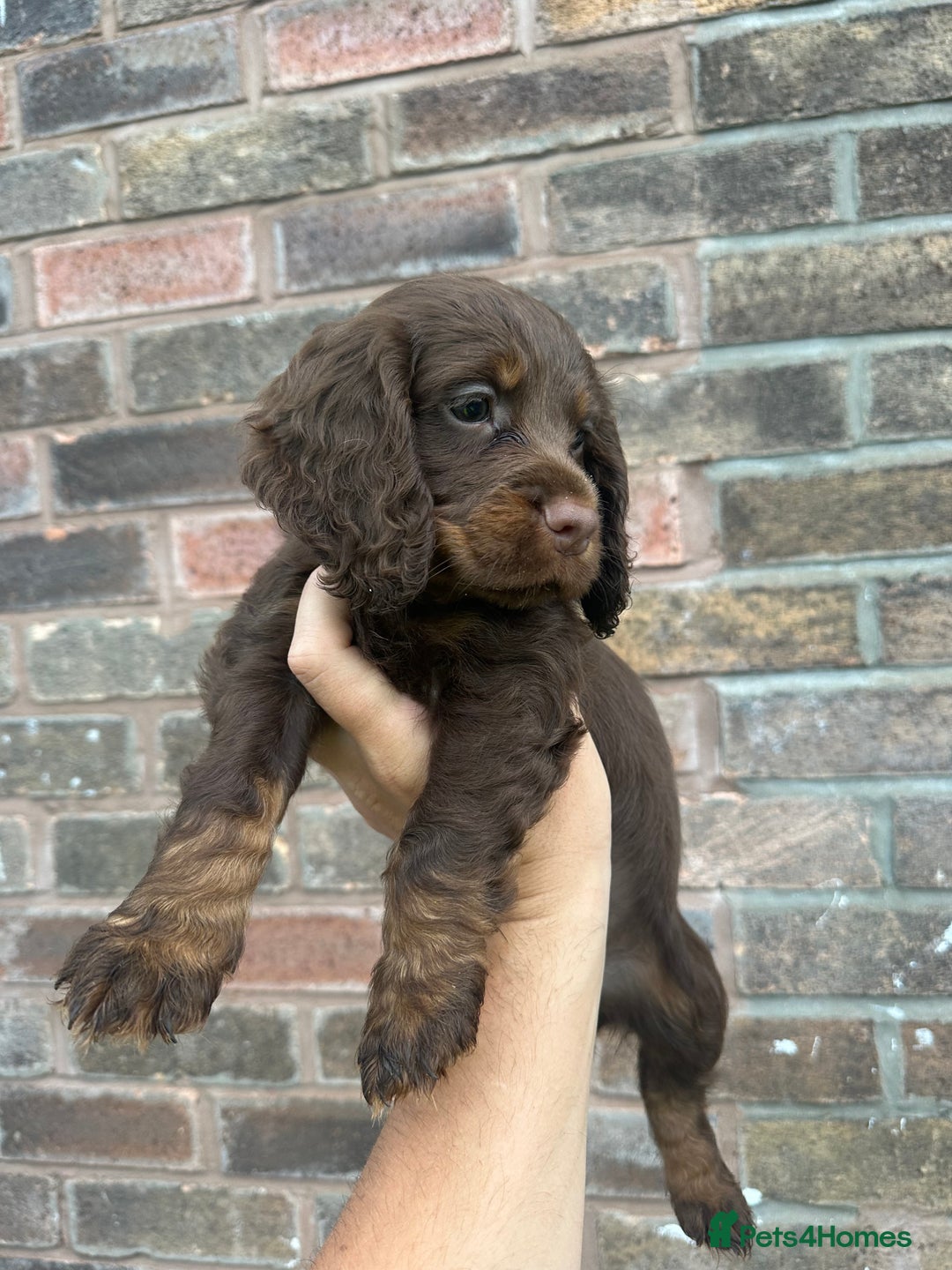 Cocker Spaniel dogs for sale: Working Cocker spaniel FTCH Bloodline  - Image 19