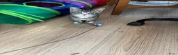 Mixed Breed cats for sale: Adorable kitten looking loving home  - Advert 11