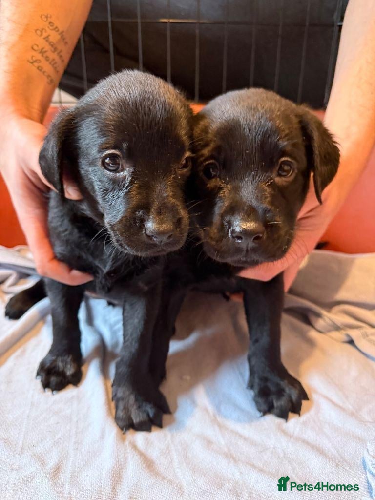 Labrador Retriever dogs Beautiful Labrador Retriever Puppies  - Advert 1