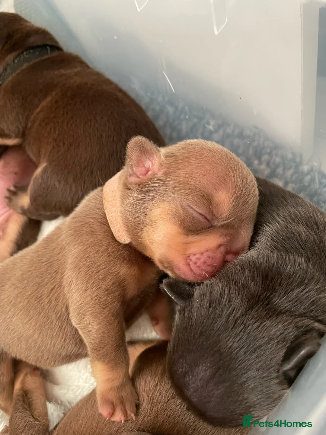 French Bulldog dogs for sale: Frenchies in Chocolate & Tan and Rojo - Advert 18