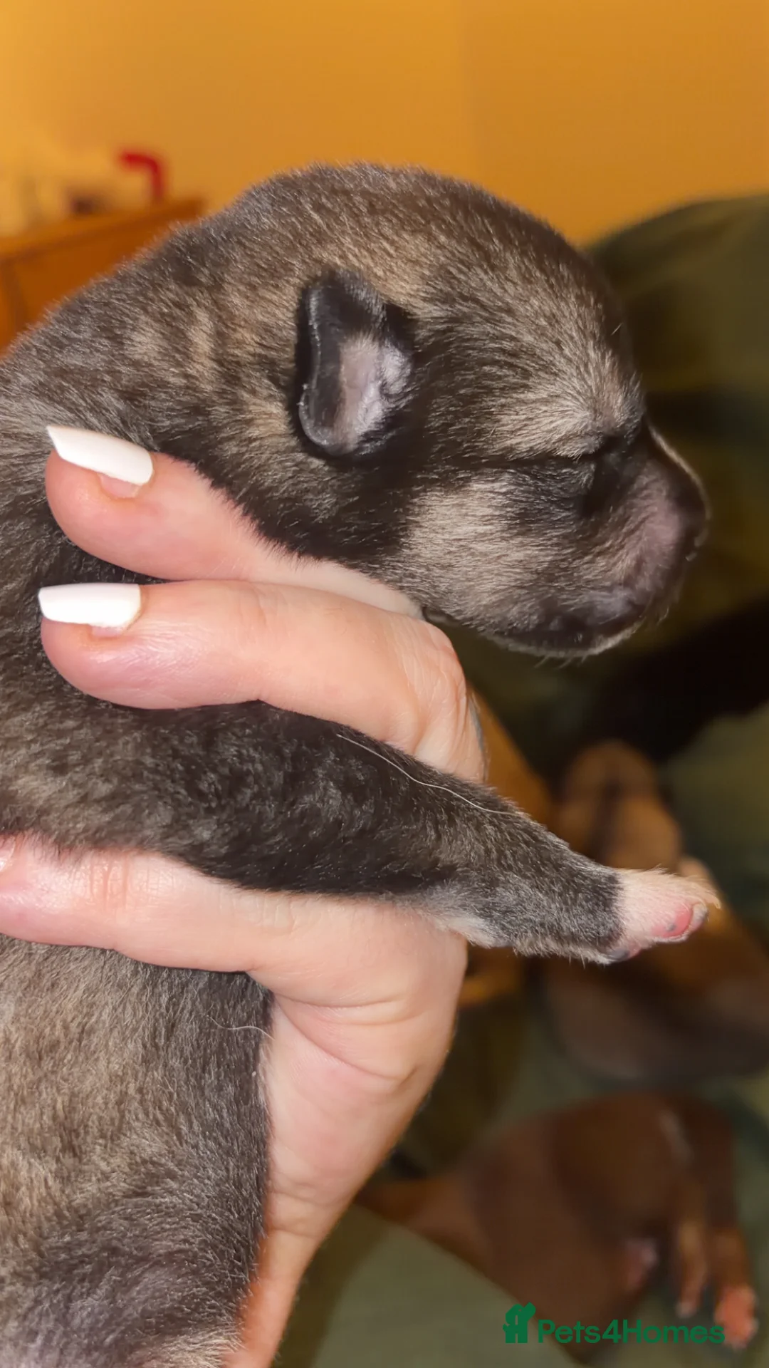 Shepsky dogs for sale: Northern innuit puppies - Advert 26