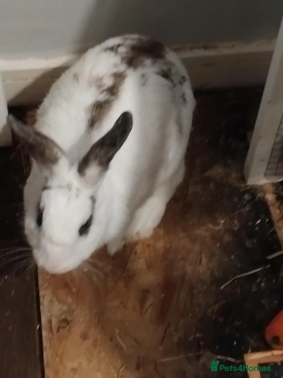 Mixed Breed rabbits for sale: Two bunnies and setup  - Advert 2