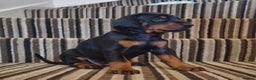 Dobermann dogs for sale: Exceptional Doberman - Advert 34