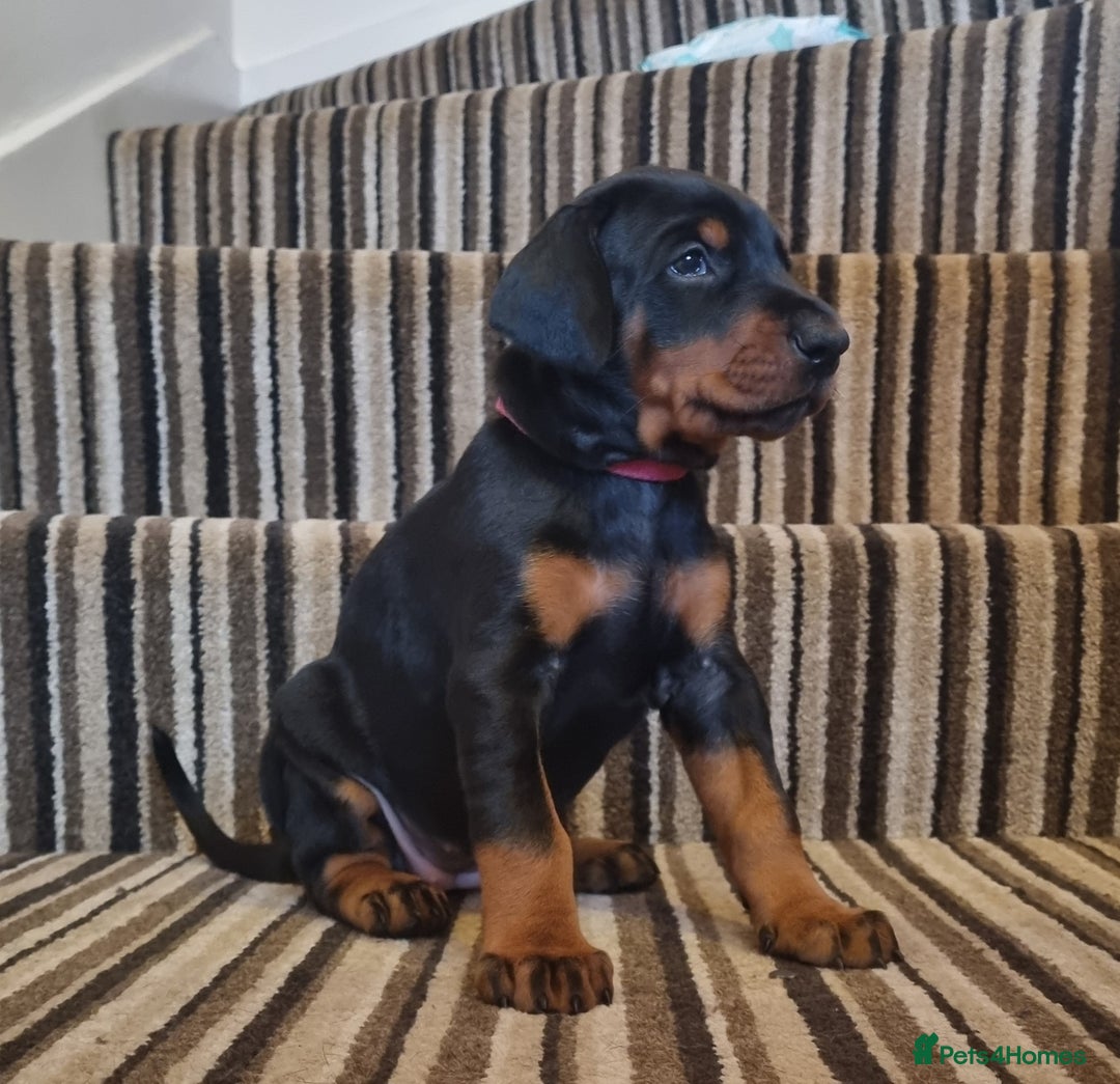 Dobermann dogs for sale: Exceptional Doberman - Advert 34