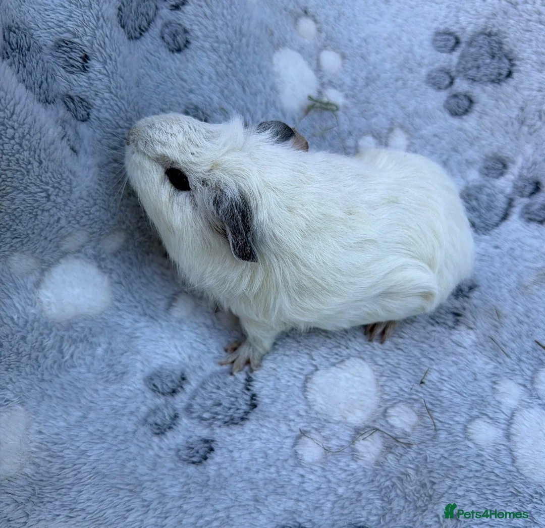 Guinea Pig rodents for sale: Baby guinea pigs - Advert 2
