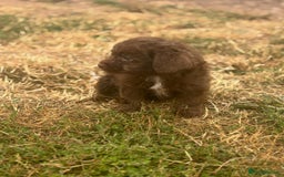 Mixed Breed dogs for sale: Froodle pups - Image 10