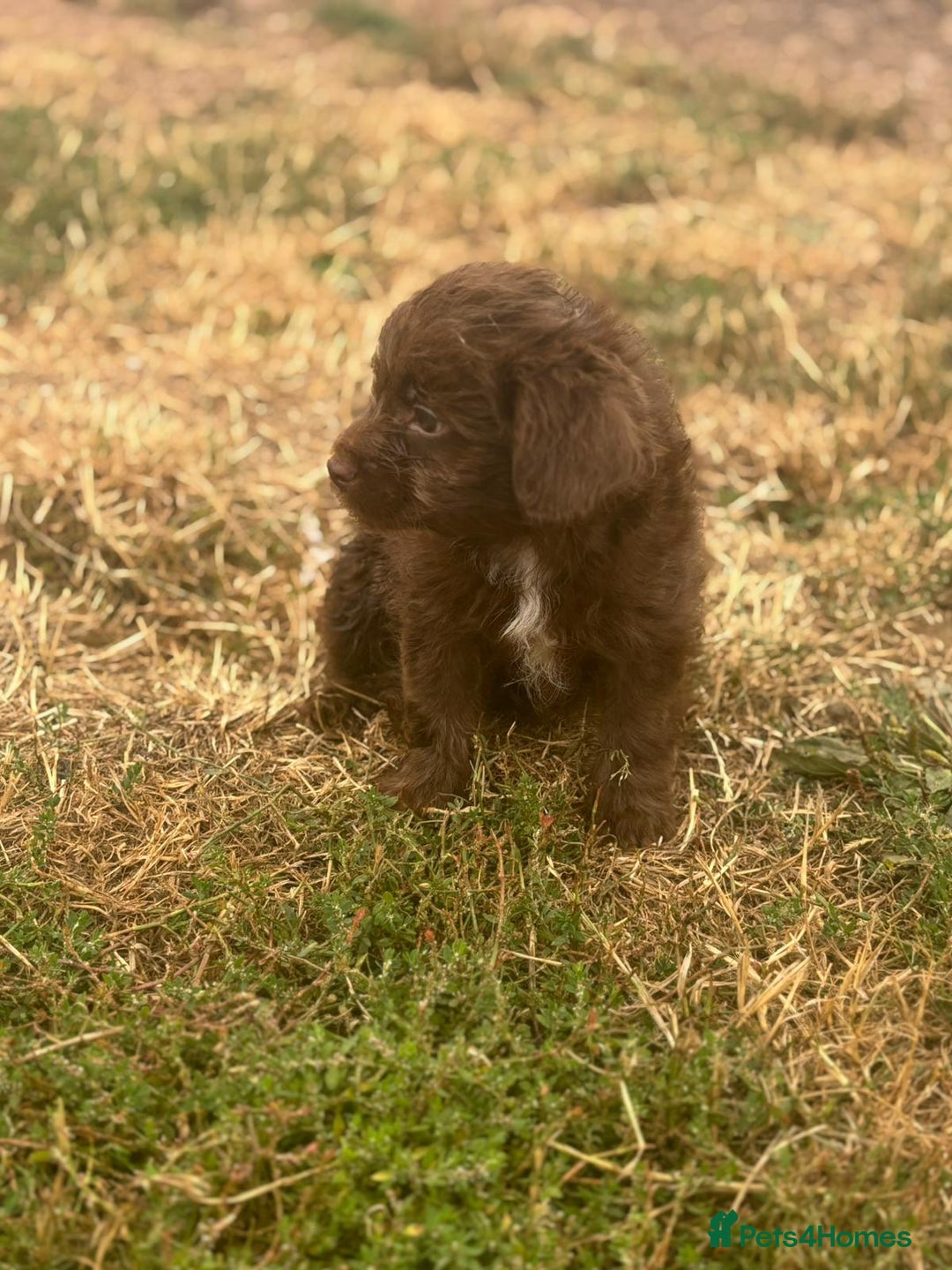 Mixed Breed dogs for sale: Froodle pups - Image 10