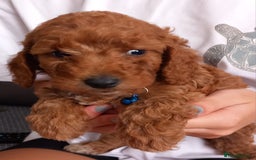 Cockapoo dogs for sale: Red cockapoo puppies - Image 17