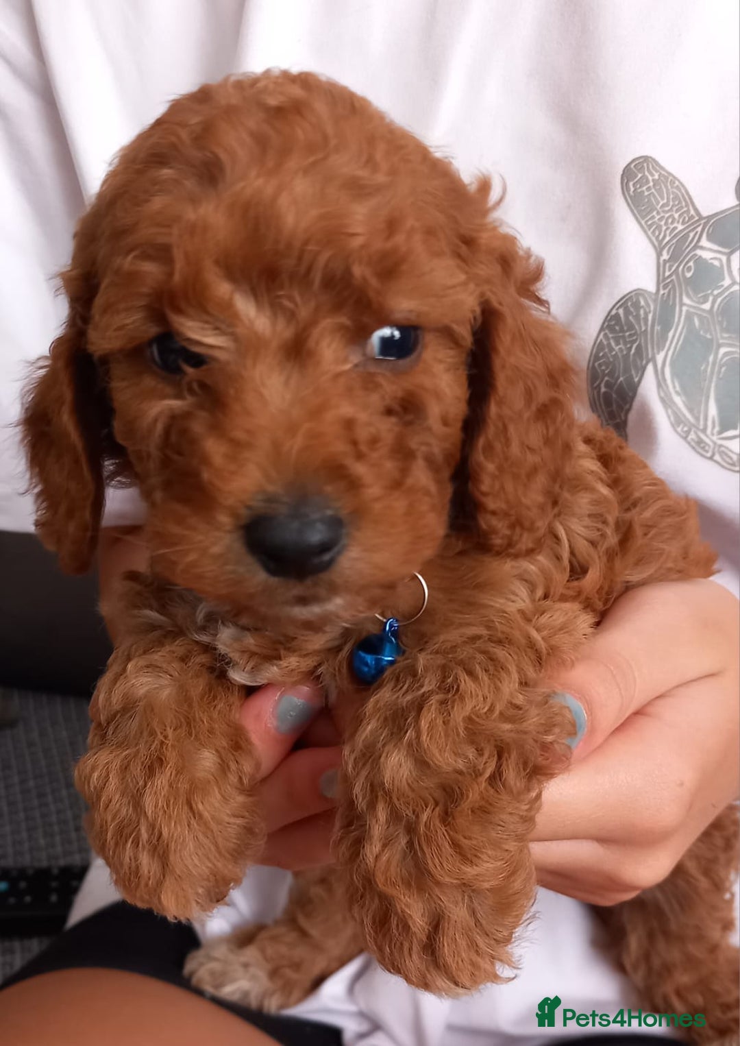 Cockapoo dogs for sale: Red cockapoo puppies - Image 17