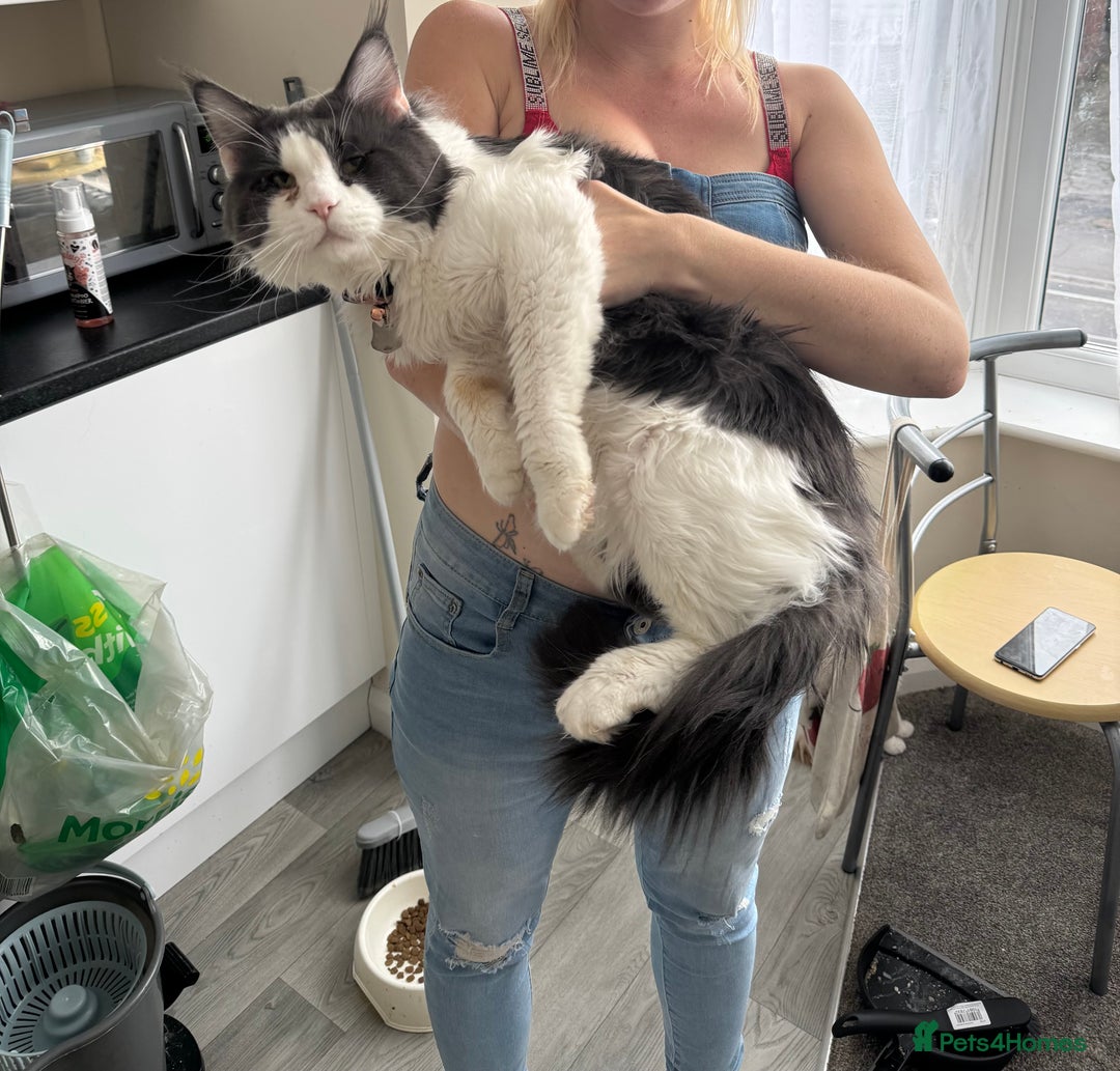 Maine Coon cats for sale: Purebred adorable Maine coon kittens - Image 18