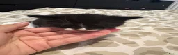 Mixed Breed cats for sale: 3 kittens available  in Nottingham - Advert 5