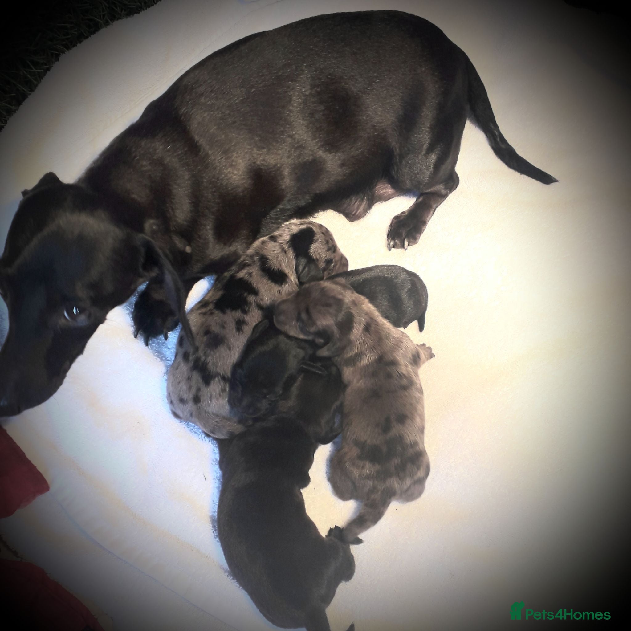 Miniature Dachshund dogs *AMAZING*QUALITY*TRUE*MINIATURE*DACHSHUNDS* - Advert 1