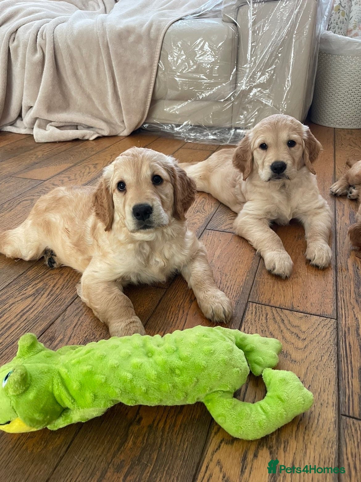 Golden Retriever dogs Golden Retriever Girls Looking for Homes - Advert 1