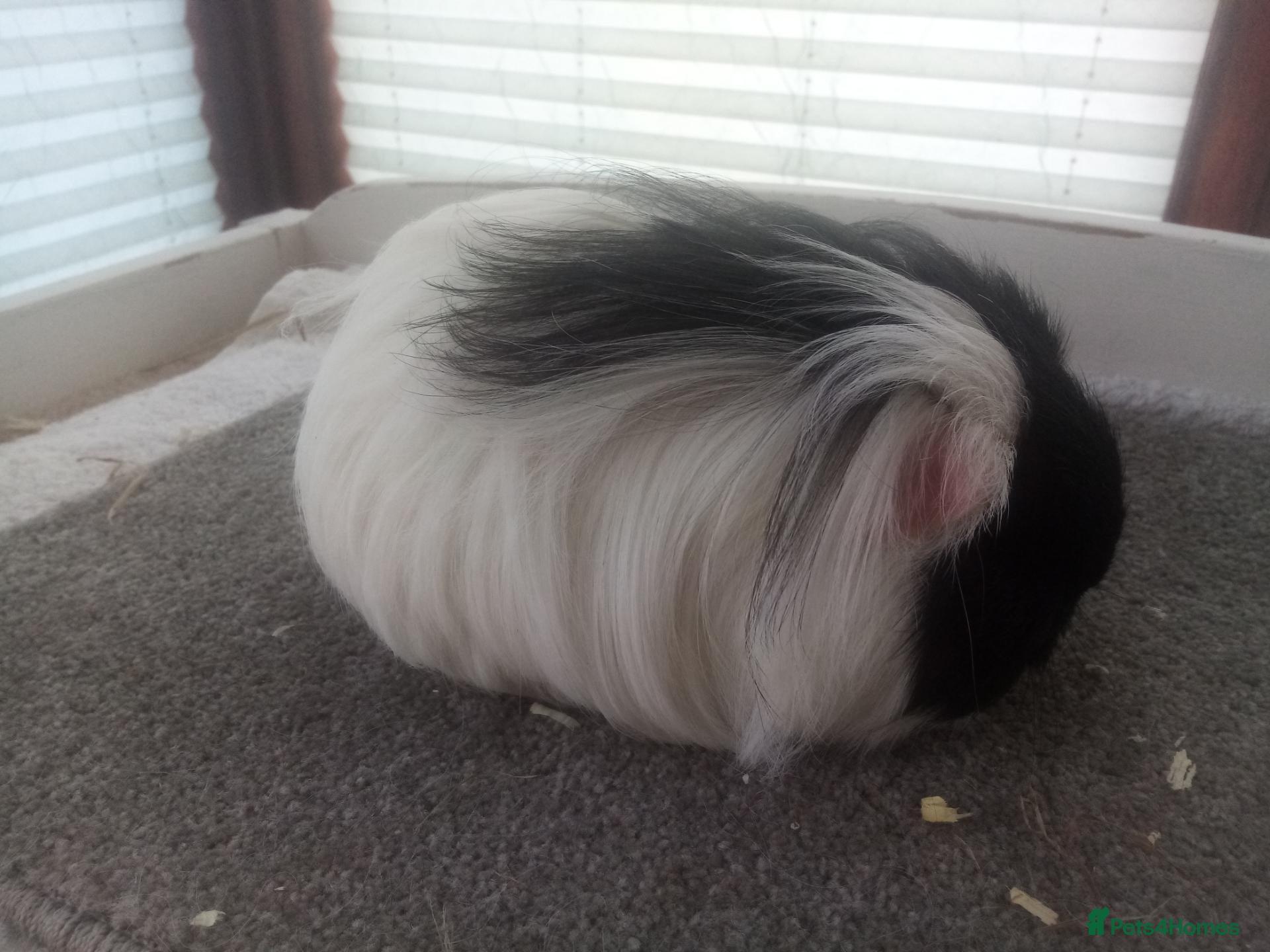 Guinea Pig rodents for sale: Adult Breeding Pair Texel Guinea Pigs - Advert 1