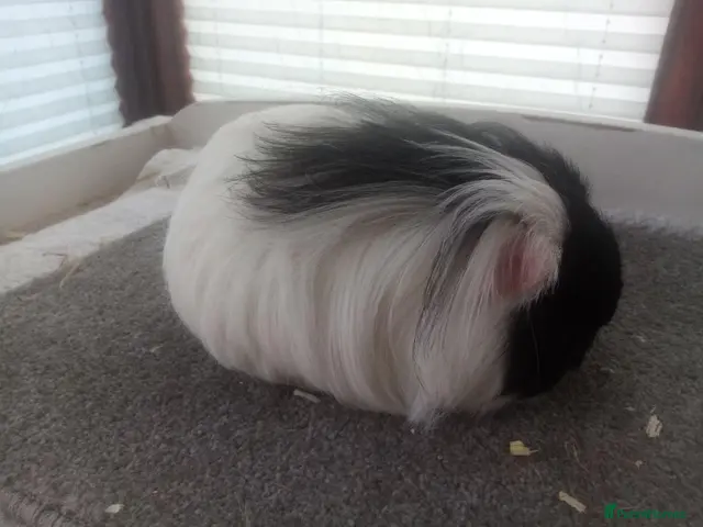 Guinea Pig rodents for sale: Adult Breeding Pair Texel Guinea Pigs - Advert 1
