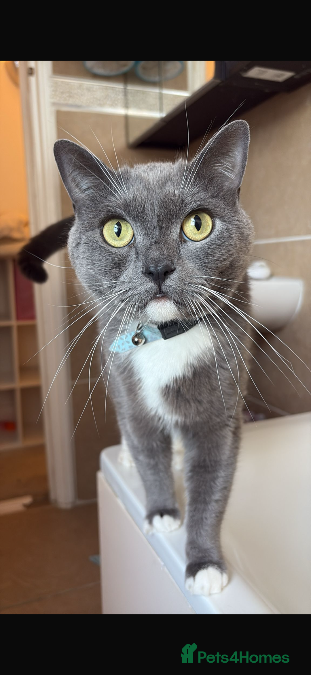 British Shorthair cats for sale: Male cat British short hair x persian - Advert 2