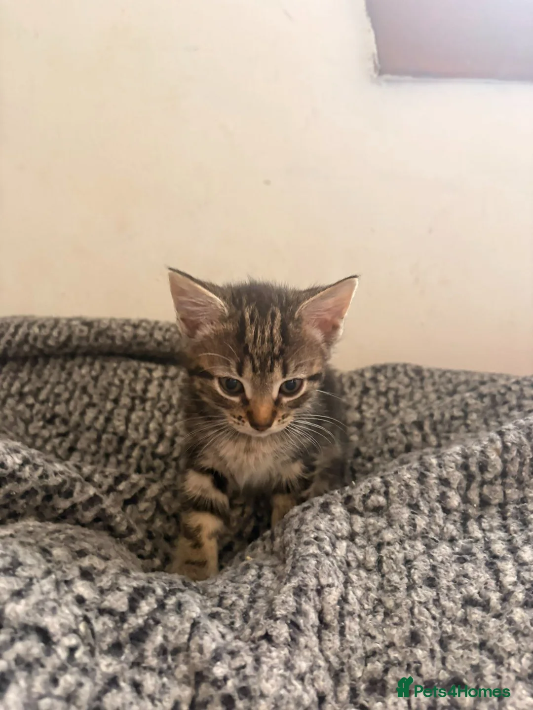 Mixed Breed cats for sale: Cute kittens  - Advert 13