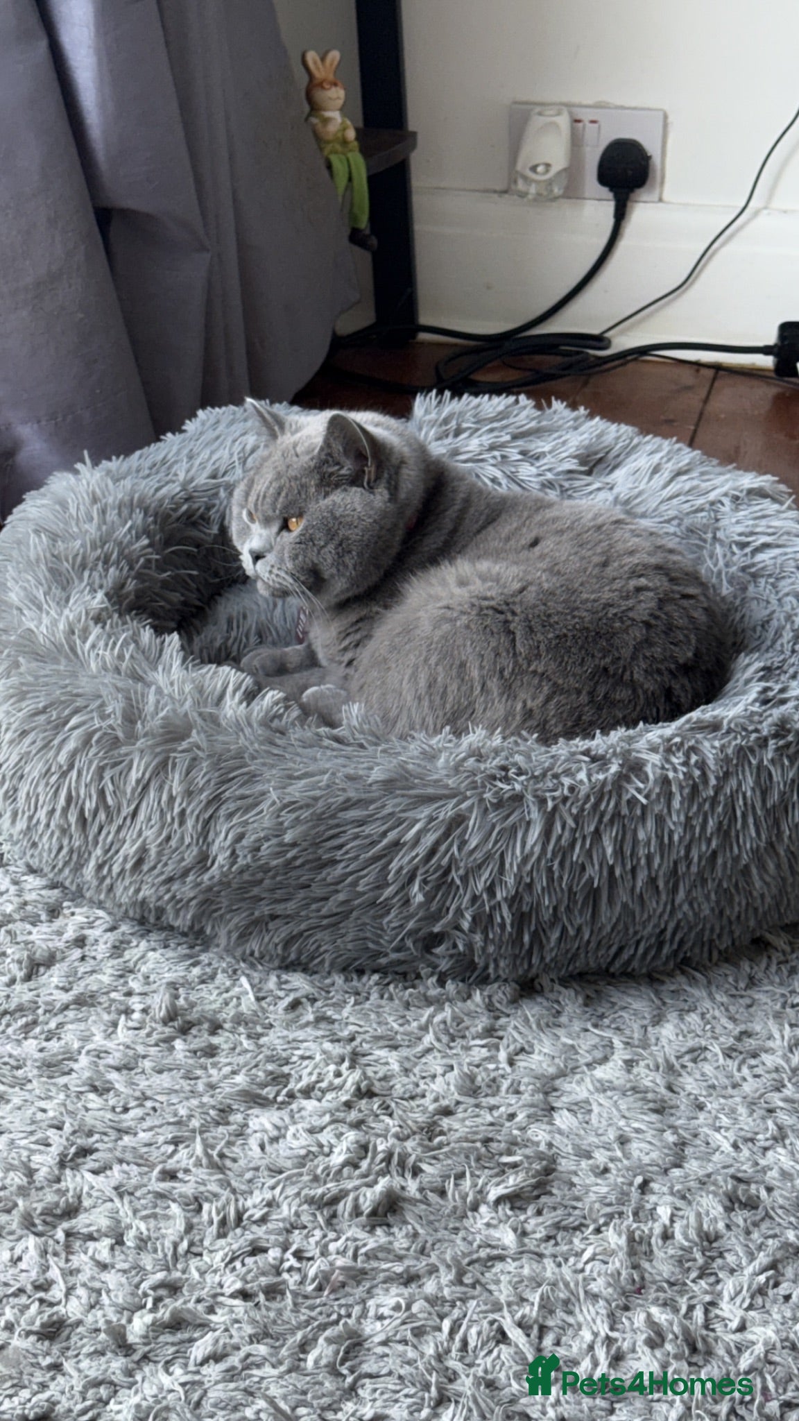 British Shorthair cats Beautiful kittens looking for forever loving homes - Advert 7