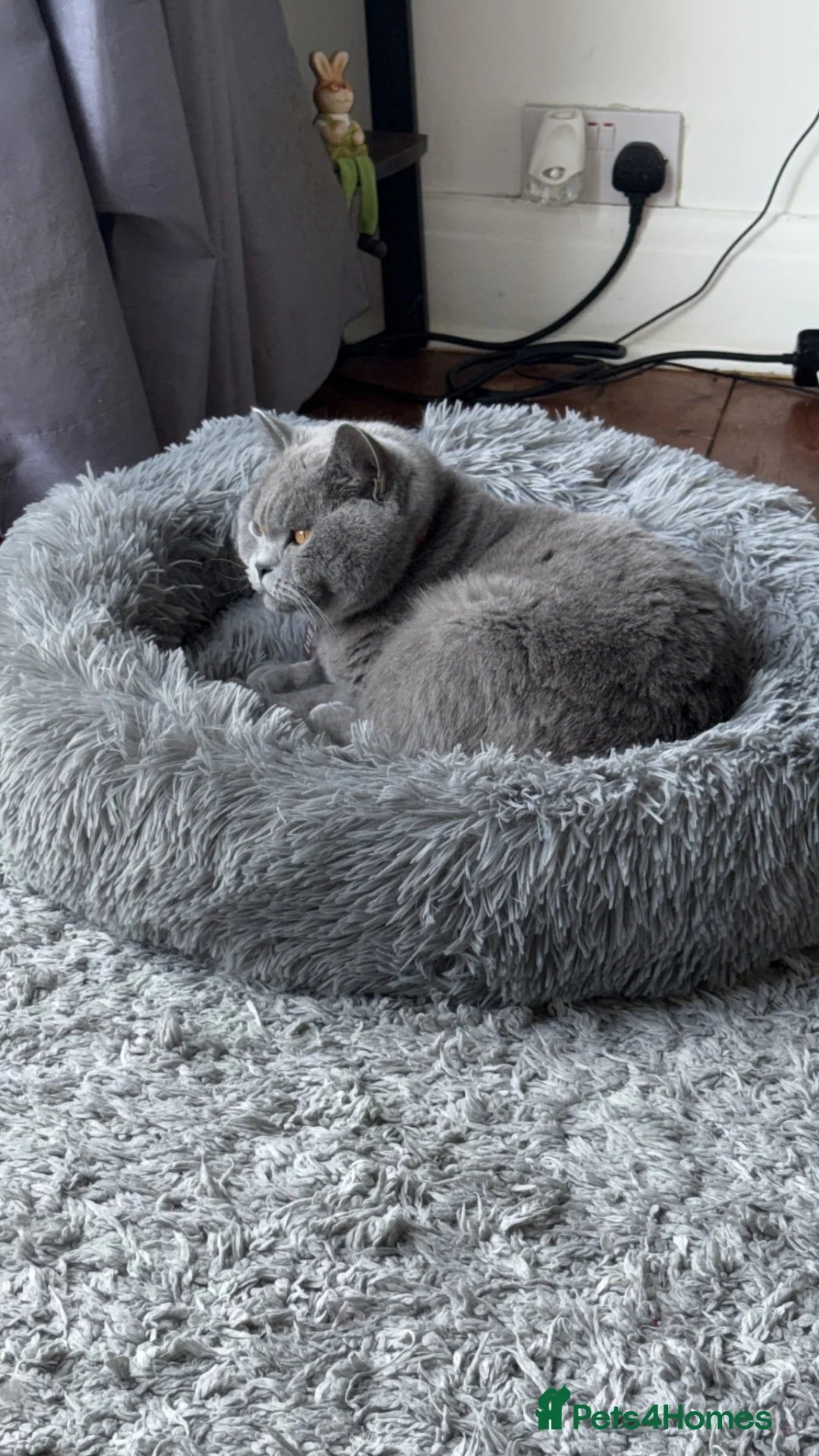 British Shorthair cats for sale: Beautiful kittens looking for forever loving homes - Advert 1