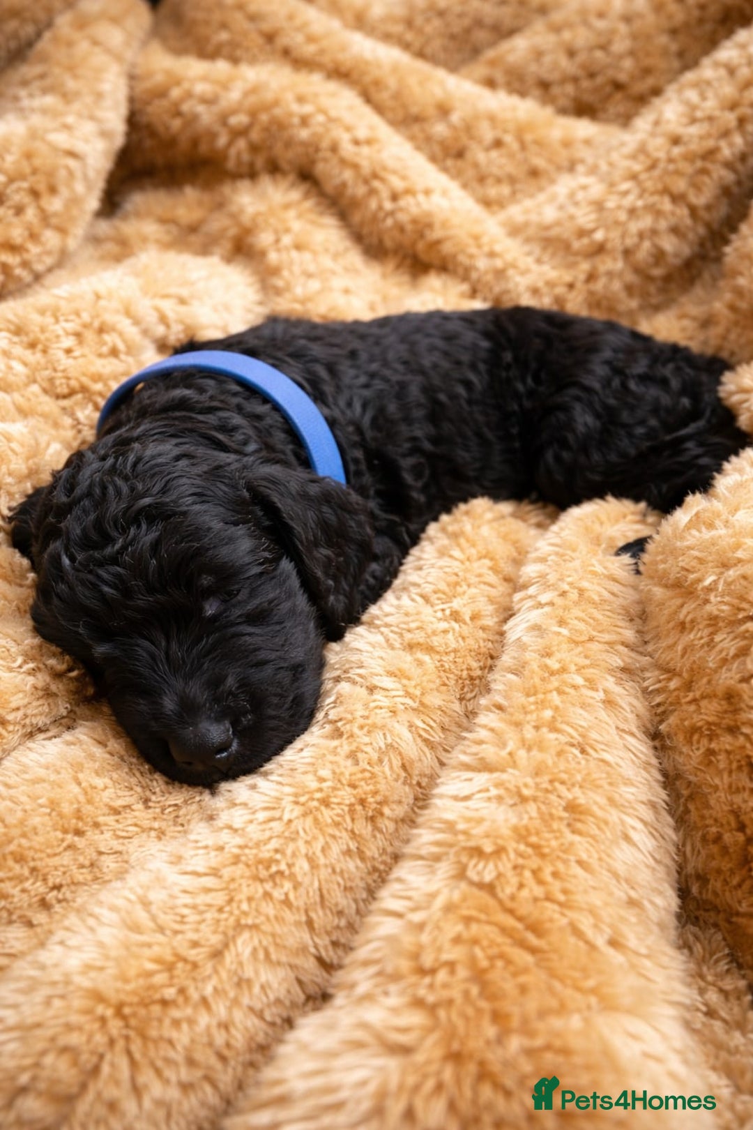 Standard Poodle dogs for sale: Silver KC registered Standard Poodle puppies - Advert 5