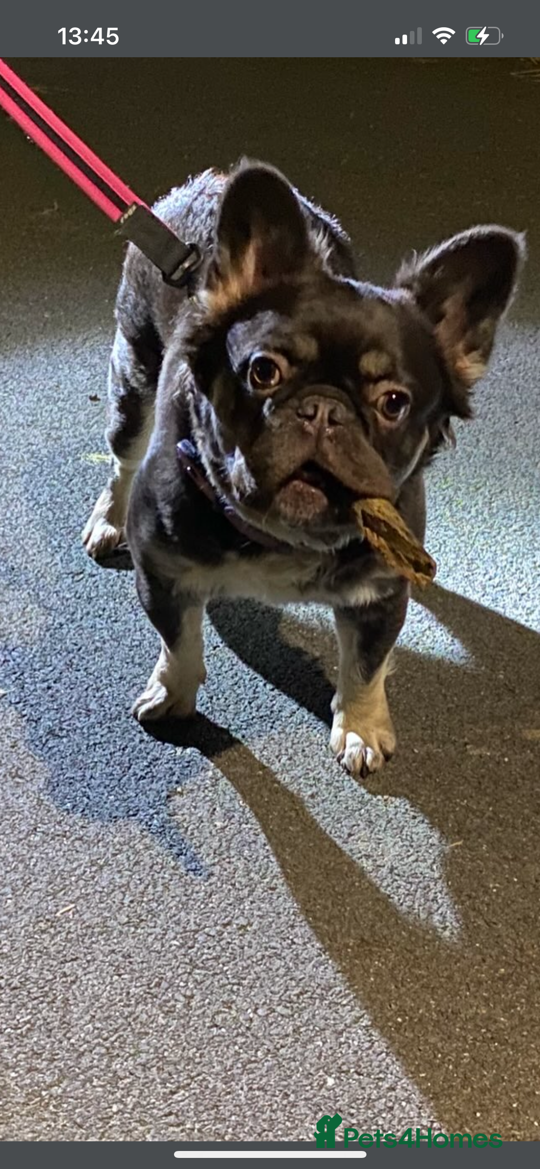 French Bulldog dogs for sale: Ickle fluffy puddings  - Advert 11