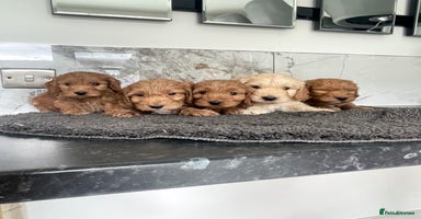 Cavapoo dogs - Advert 5