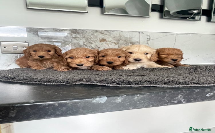 Cavapoo dogs - Advert 1