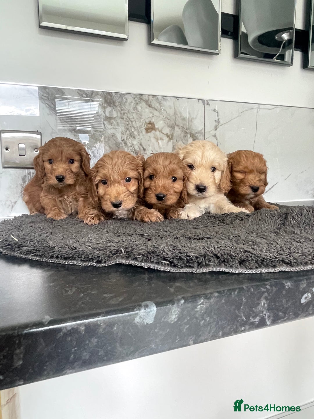 Cavapoo dogs for sale: 🐶 F1 top quality cavapoo puppies (toy poodle) 🐶  - Image 1