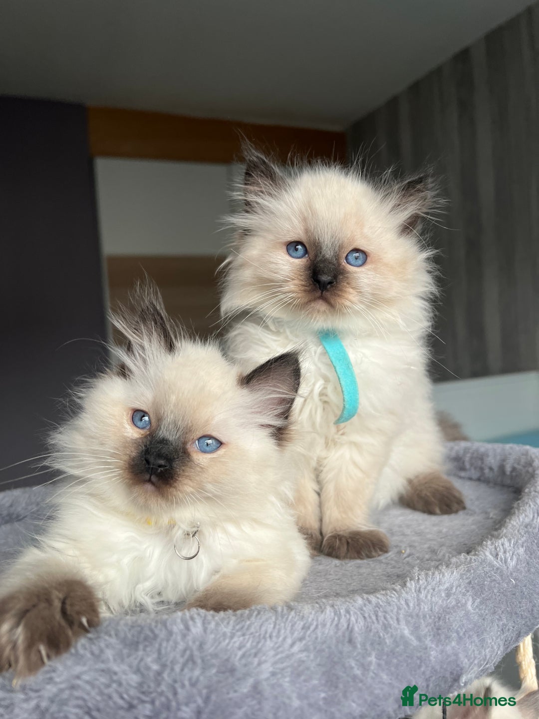 Ragdoll cats for sale: GCCF Ragdoll kittens for sale - Advert 10