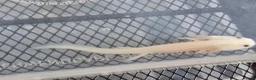 Axolotl reptiles for sale: Axolotl babies hatched 2/1/26 in Sutton-in-Ashfield - Advert 13