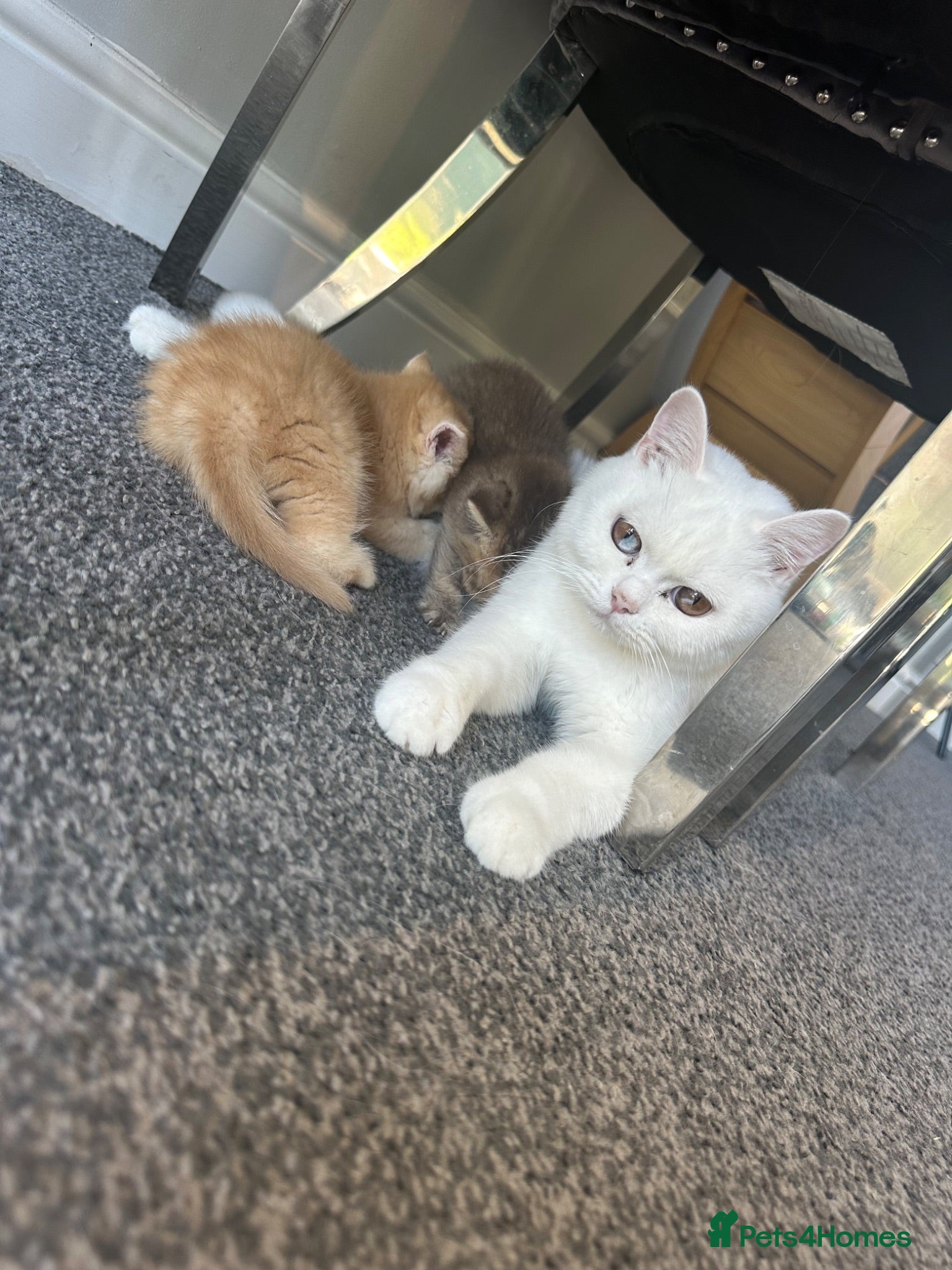 British Shorthair cats X5 Gorgeous British shorthair male kittens - Advert 1