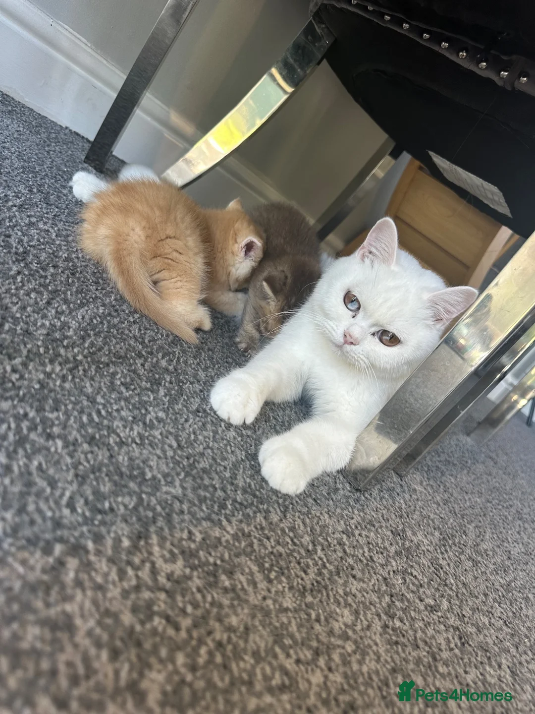 British Shorthair cats for sale: X5 Gorgeous British shorthair male kittens - Advert 1