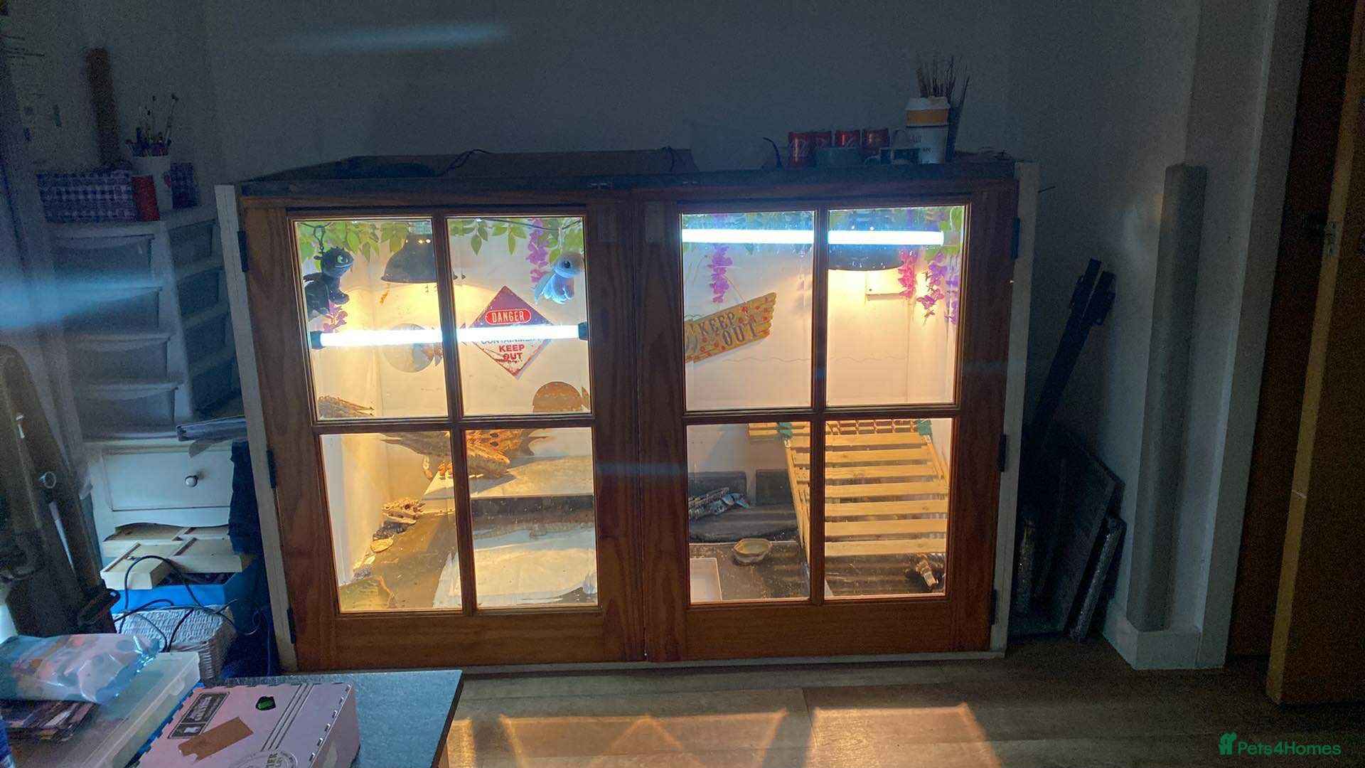 Bearded Dragon reptiles Bearded Dragons - Advert 5