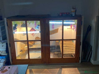 Bearded Dragon reptiles Bearded Dragons - Advert 1