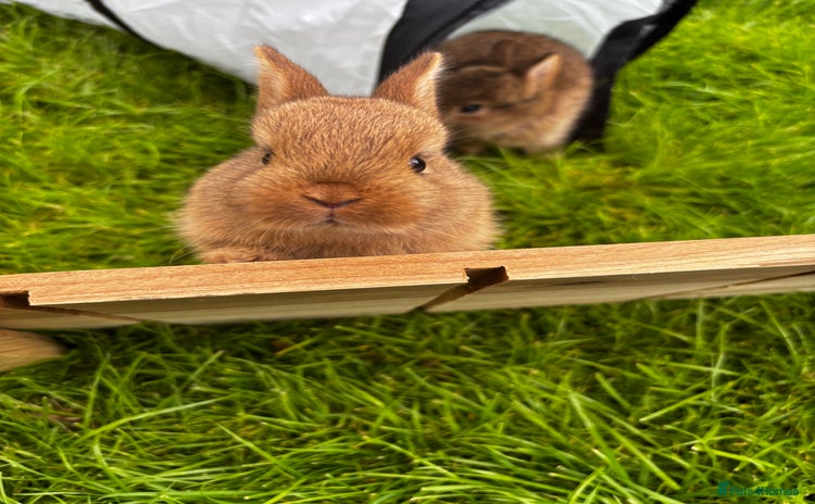 Netherland Dwarf rabbits in Camberley - Advert 7