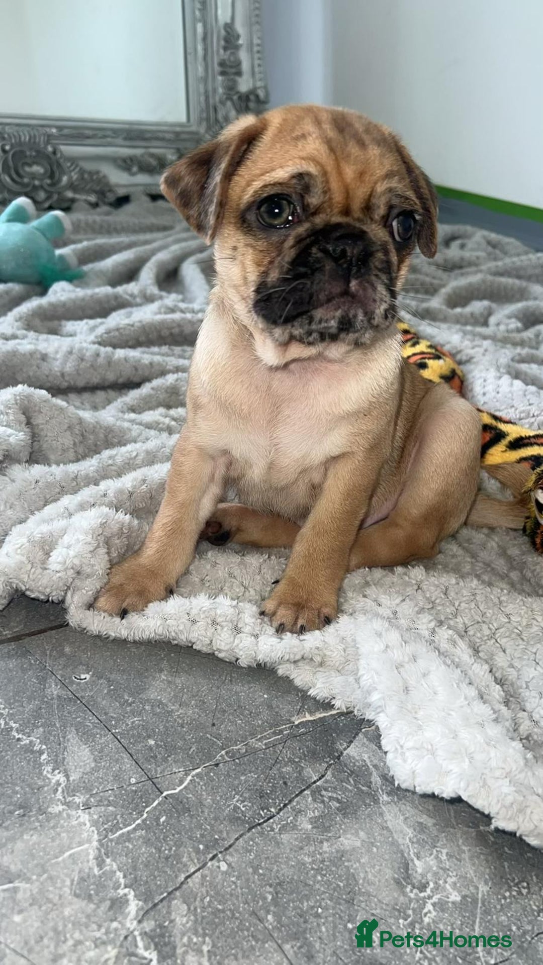 Pug dogs for sale: PUG PUPPYS READY TO GO !!!! - Advert 16