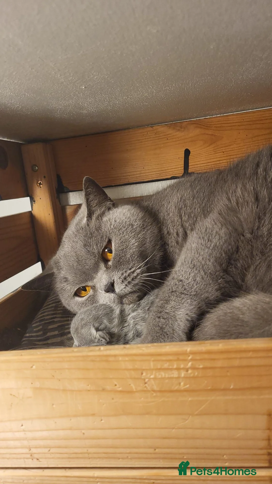 British Shorthair cats for sale: 💙🩵Stunning Skye Available💙🩵 Pedigree BSH Blue - Advert 3