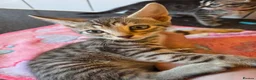 Bengal cats for sale: Bengal charcoal silver kittens from snow linx  - Advert 32