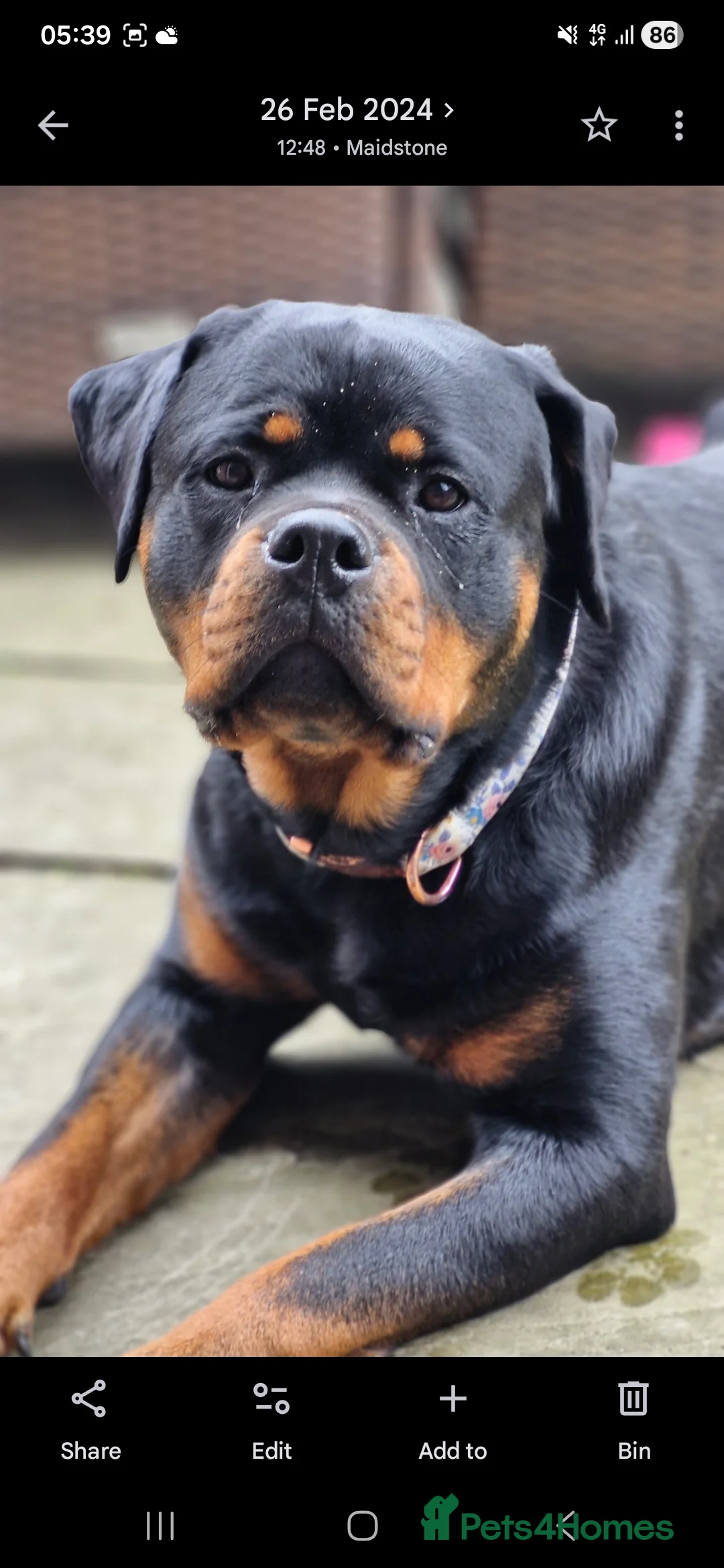 Rottweiler dogs for sale: Roxy the lovable Rottie  - Advert 3