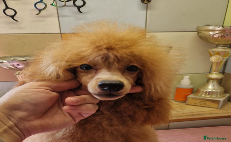 Miniature Poodle dogs - Advert 8