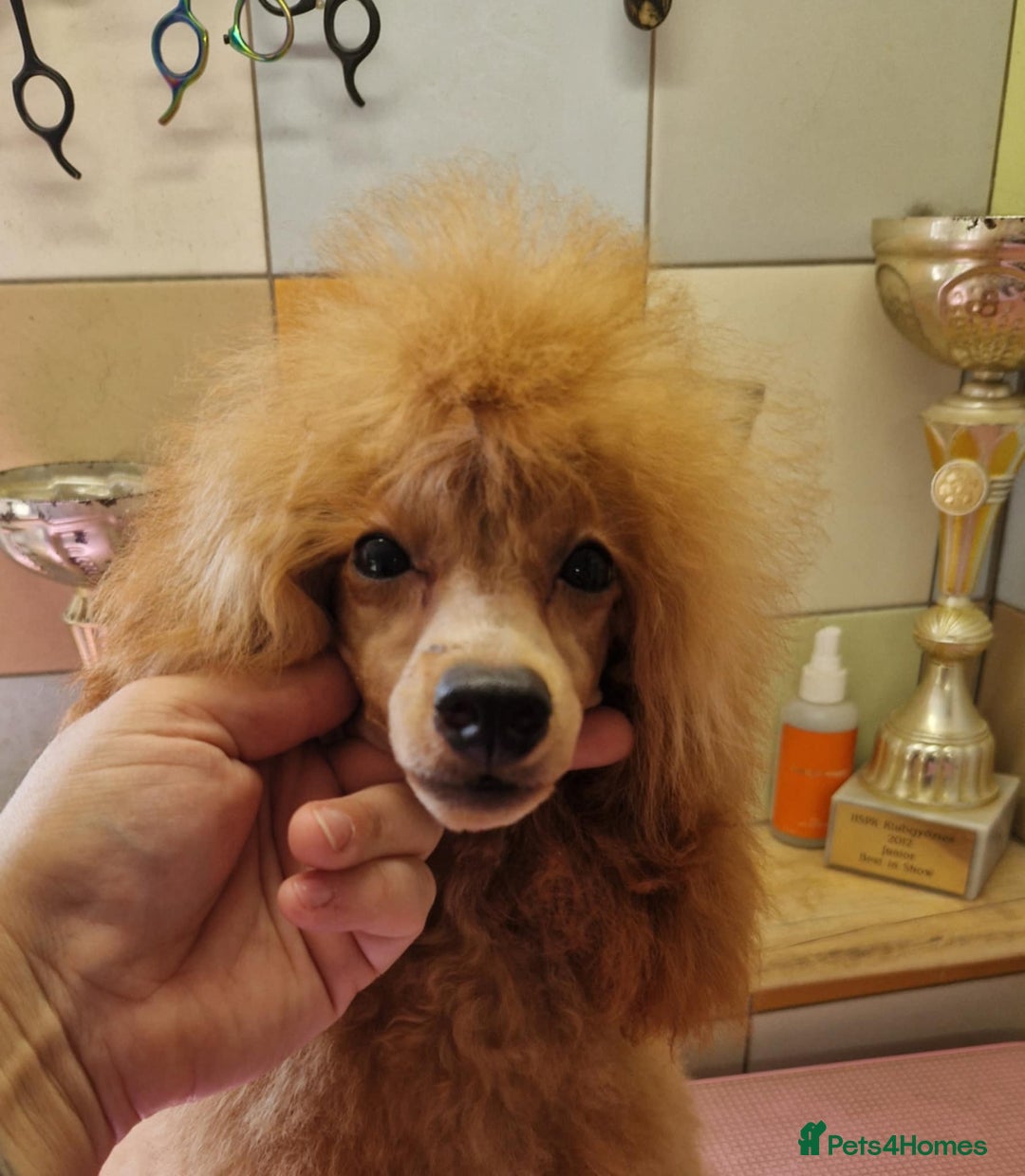 Miniature Poodle dogs for sale: Beautiful girl available - Image 1