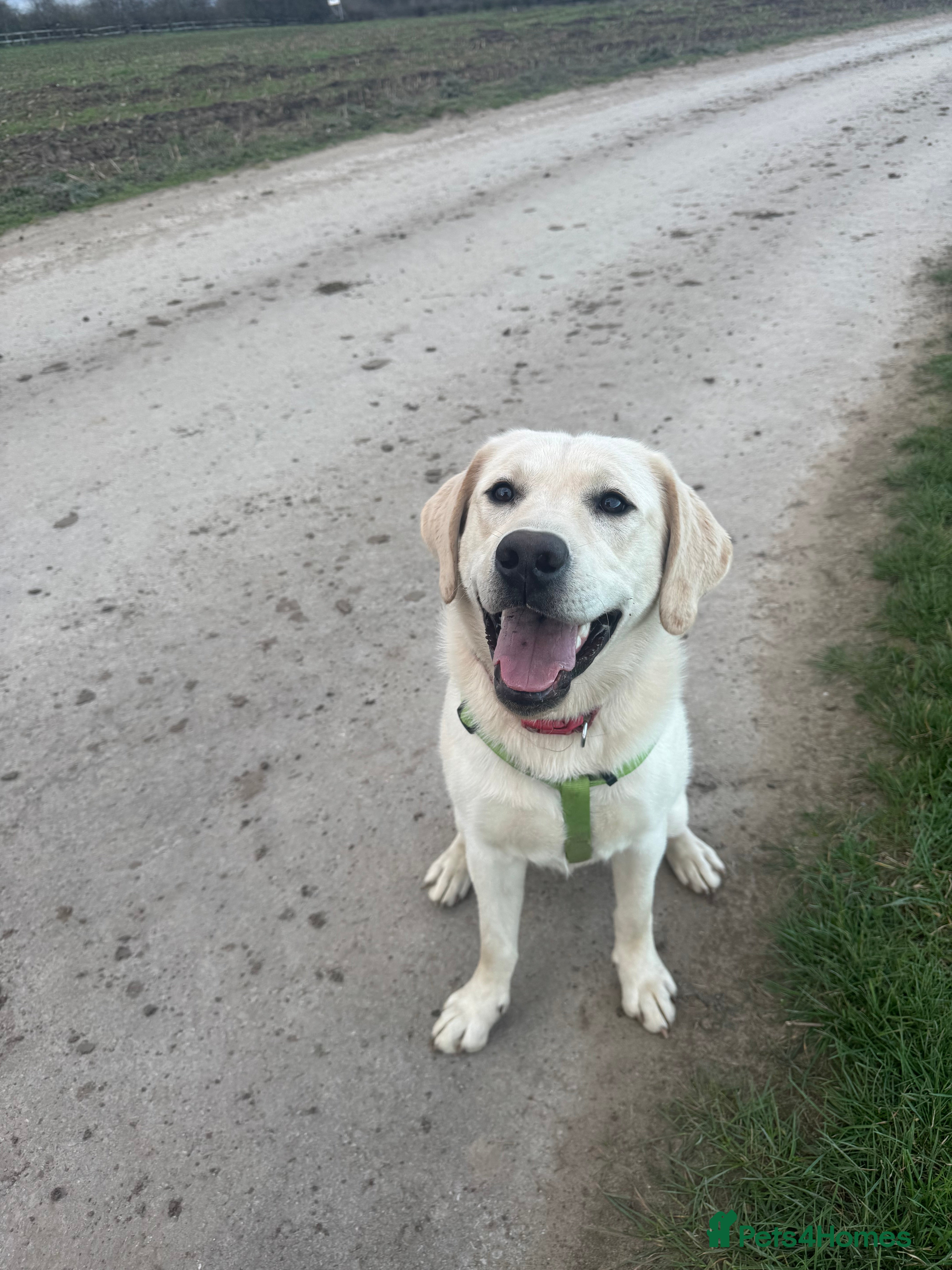 Labrador Retriever dogs for sale: Introducing… Anjola aka Joey 💚 - Advert 1