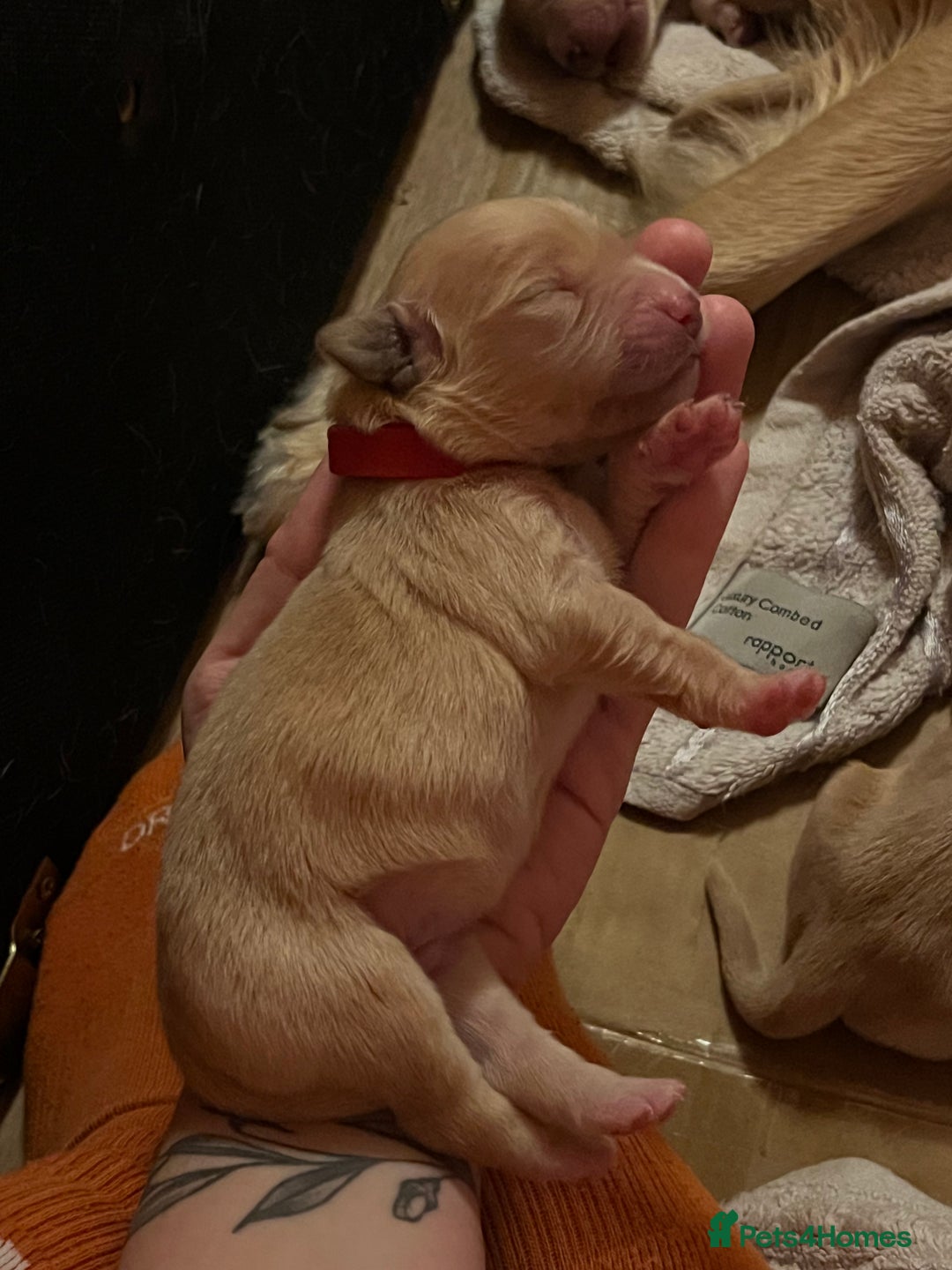 Golden Retriever dogs for sale: LITTLE BUNS - Advert 10