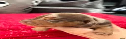 Miniature Dachshund dogs for sale: Unique Minature Dachsunds Puppies  - Advert 25