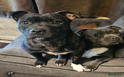 Staffordshire Bull Terrier dogs for sale: 🥨THE BEST OF BOTH WORLDS🥨 - Image 6