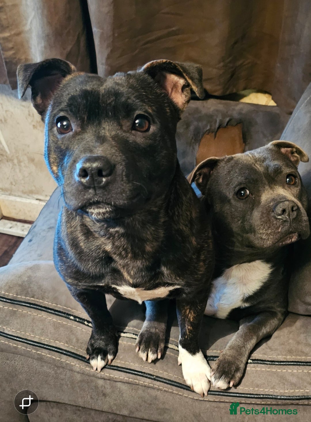 Staffordshire Bull Terrier dogs for sale: 🥨THE BEST OF BOTH WORLDS🥨 - Image 6