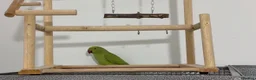Ringnecks birds for sale: Young Talking Green Ringneck 5-6 Months Old - Advert 3