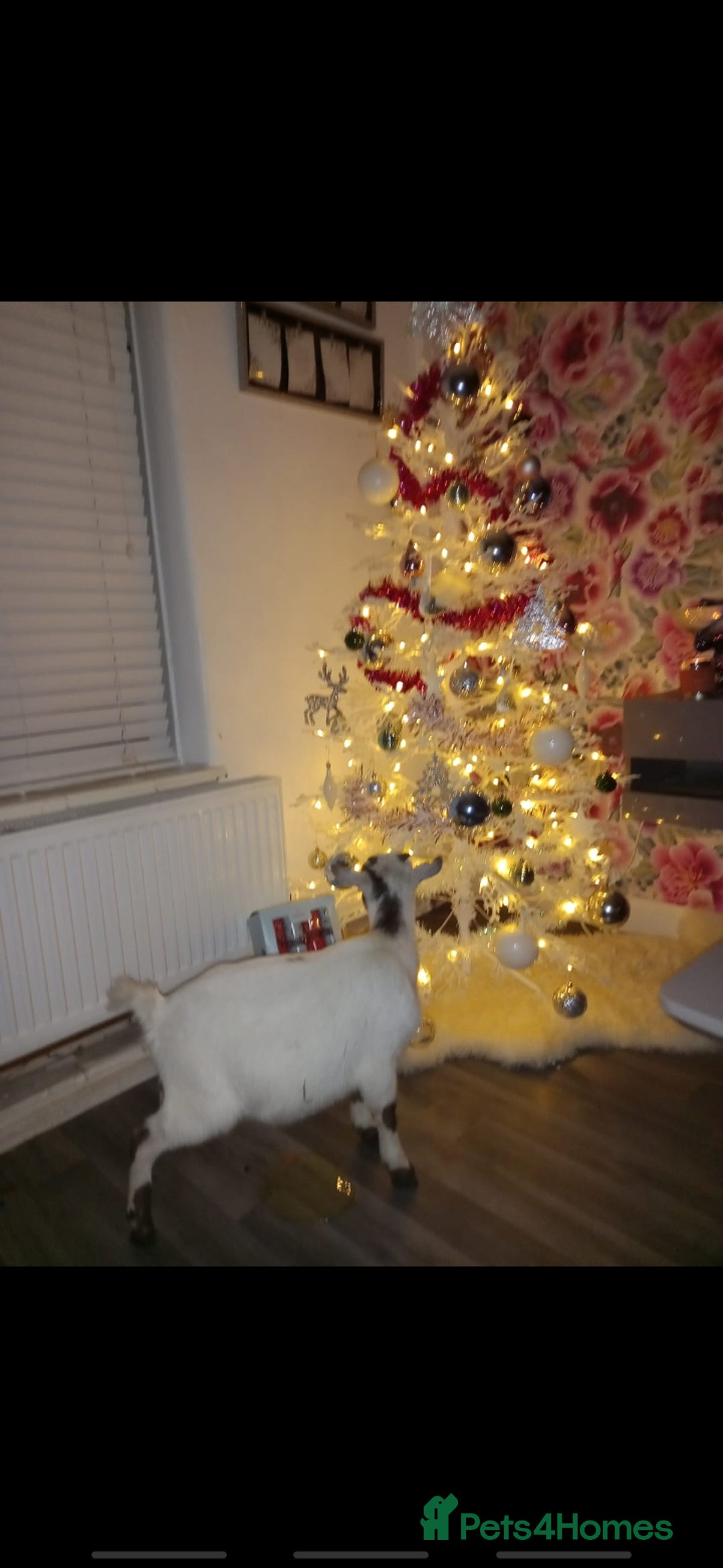 Goats livestock for sale: Wether pigmy goat  - Advert 1