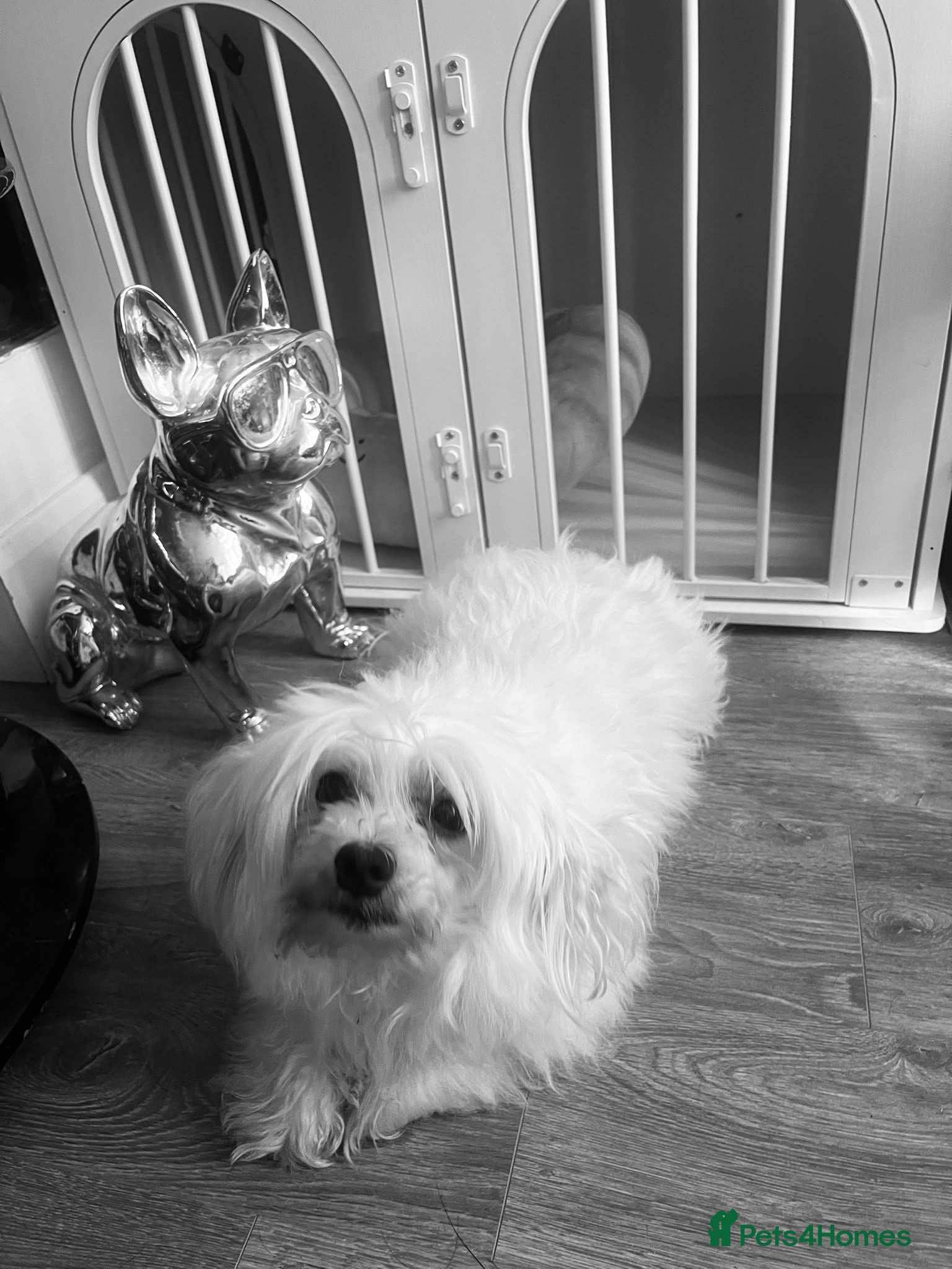 Maltipoo dogs 3 Gorgeous Asian F1 small Maltipoos - Advert 2